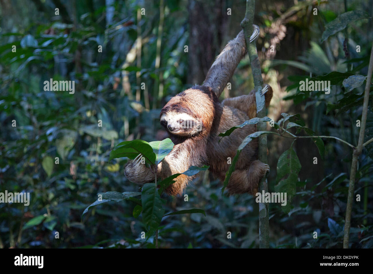 Salvataggio di Sloth a tre punte bruno-gola (Bradypus variegatus) raggiungendo per foglia in foresta tropicale, Costa Rica Foto Stock
