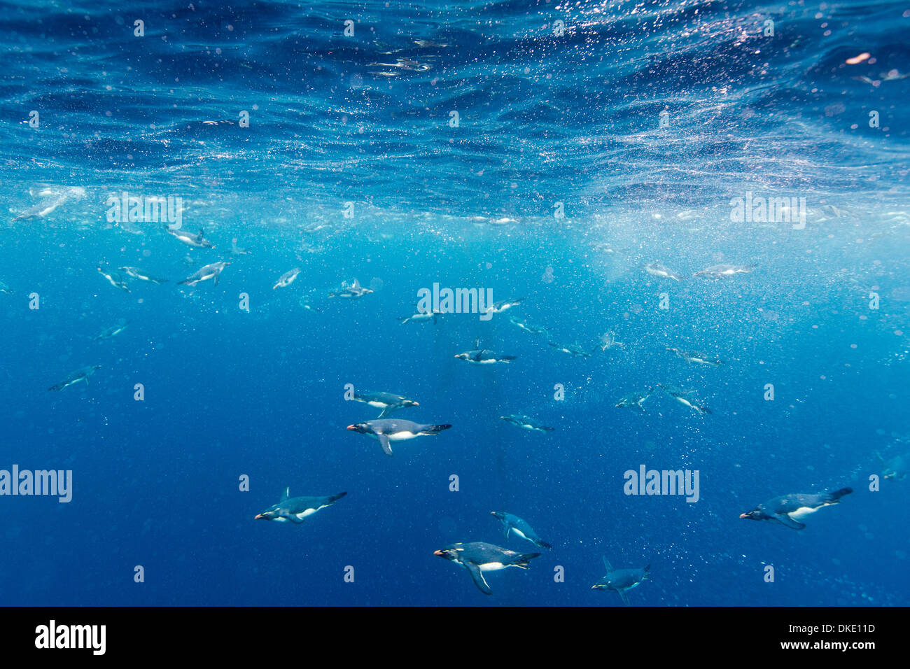 Il Cile, vista subacquea di maccheroni pinguini (Eudyptes chrysolophus) nuoto in plancton-ricche acque nel passaggio di Drake Foto Stock