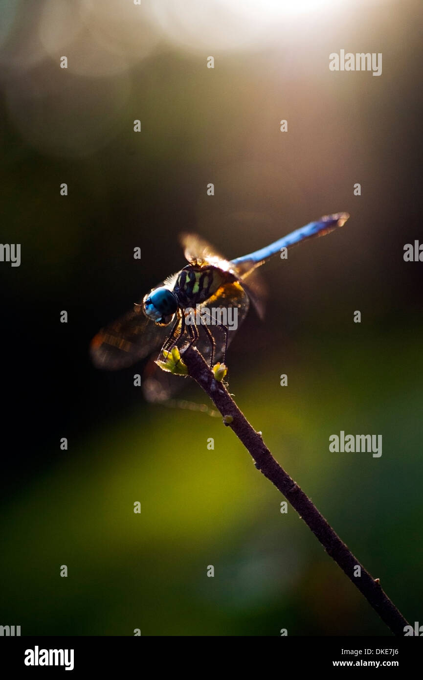 Libellula macro fotografia in condizioni di scarsa illuminazione Foto Stock