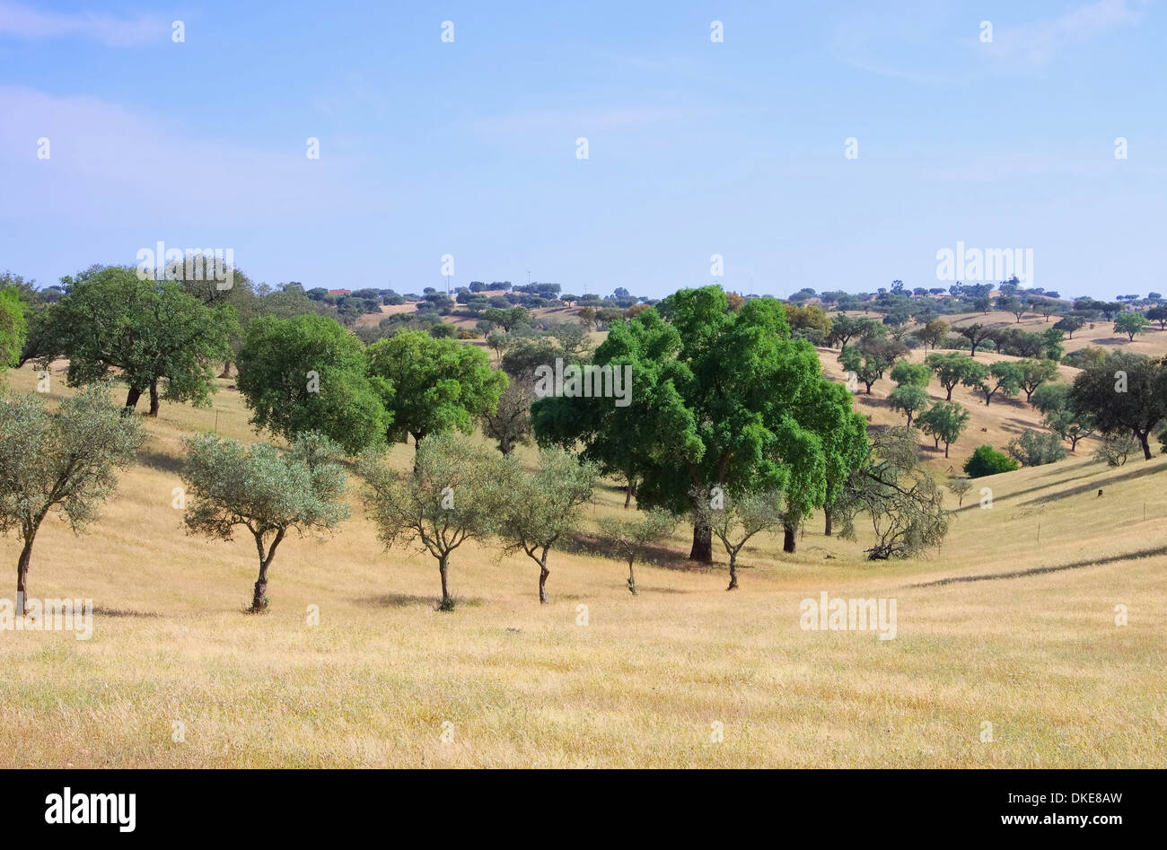 Dehesa 49 Foto Stock