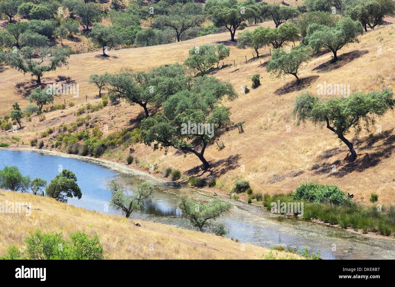 Dehesa 50 Foto Stock