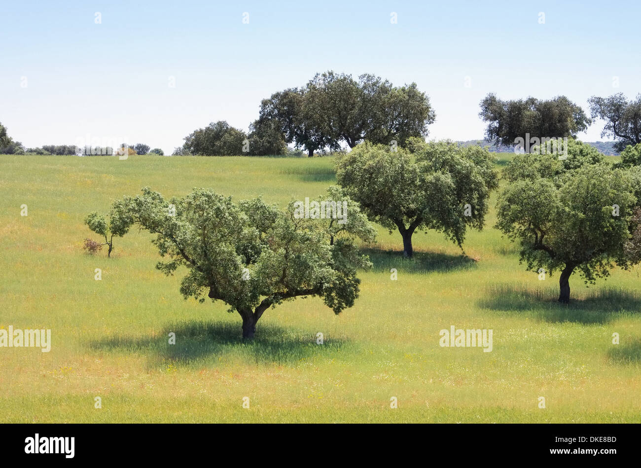 Dehesa 51 Foto Stock