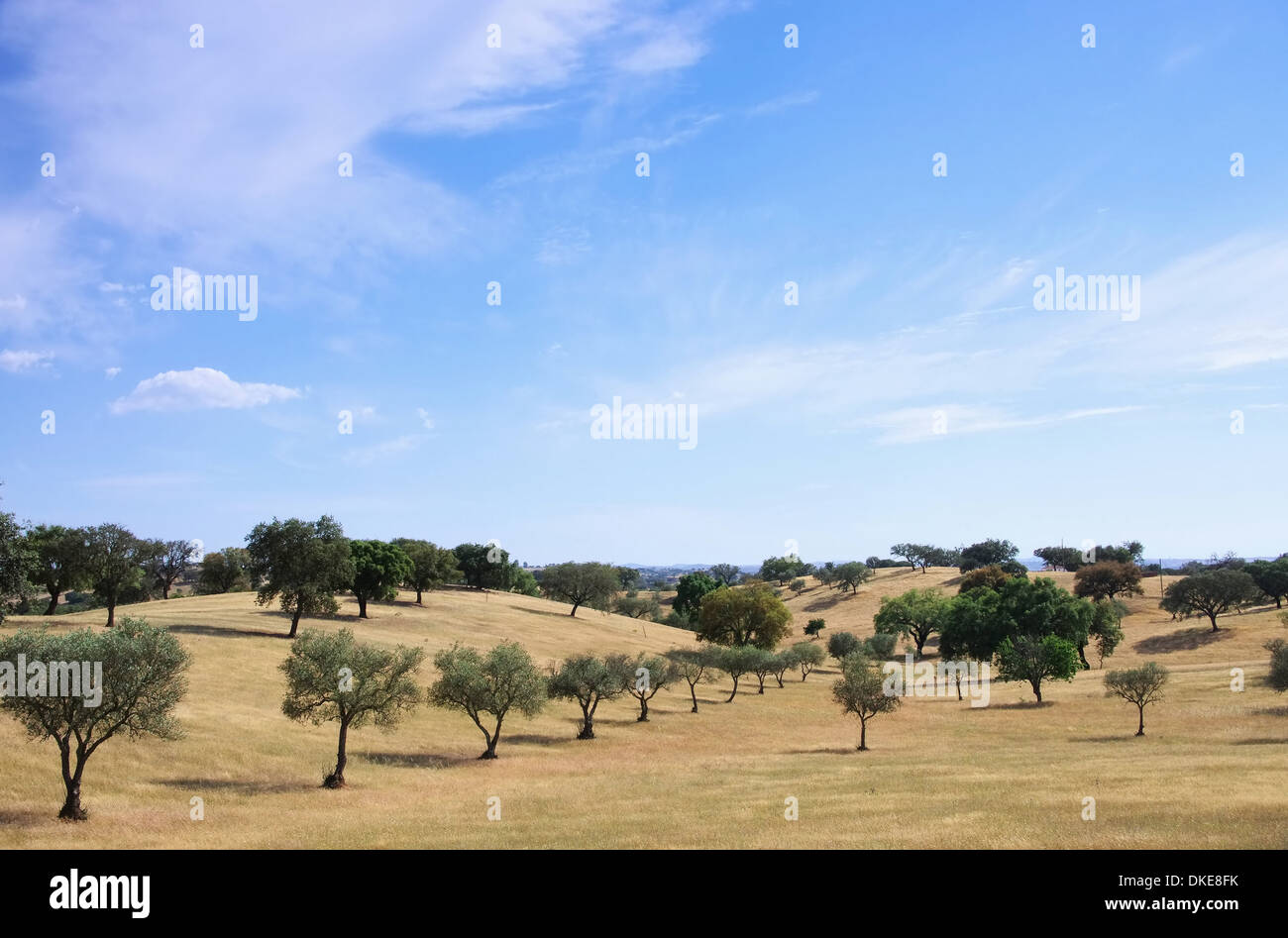 Dehesa 55 Foto Stock