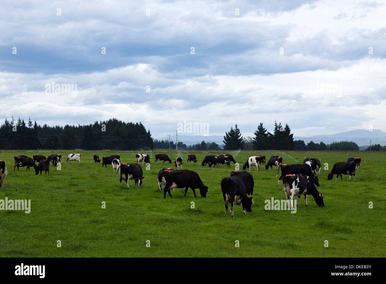 Il bestiame pascola in un pascolo su una nuova zelanda commerciale fattoria di bestiame sull'Isola del Sud. Foto Stock
