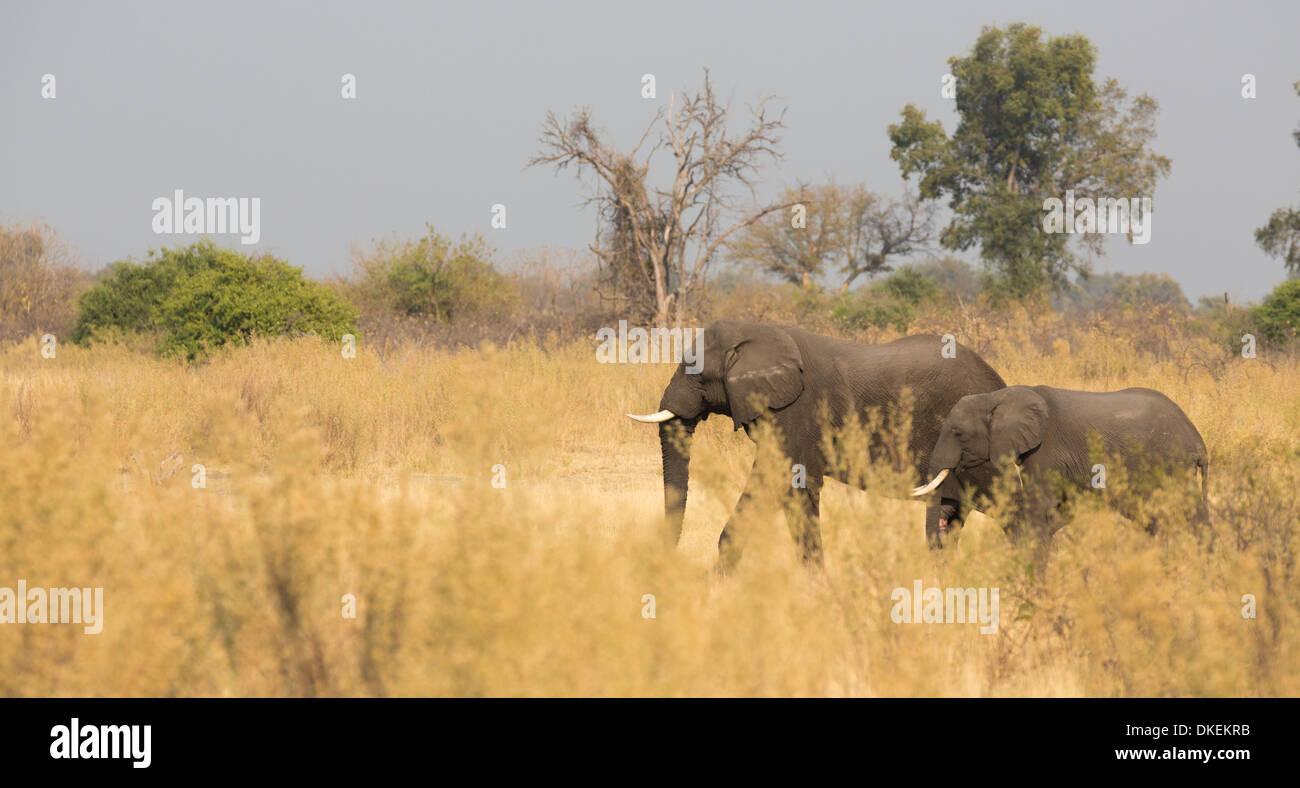 Alimentazione degli elefanti Foto Stock