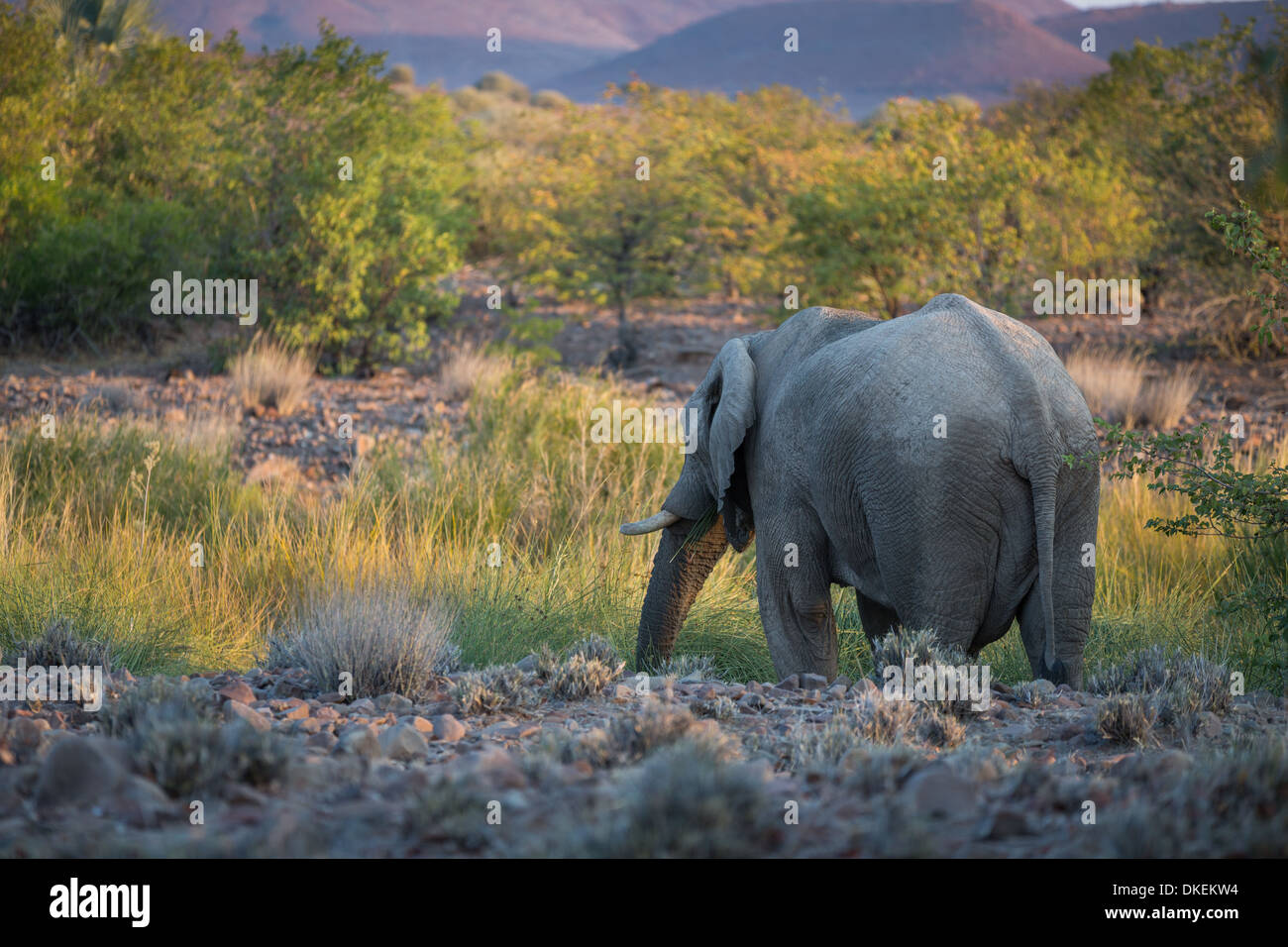 Retro di un elefante Foto Stock