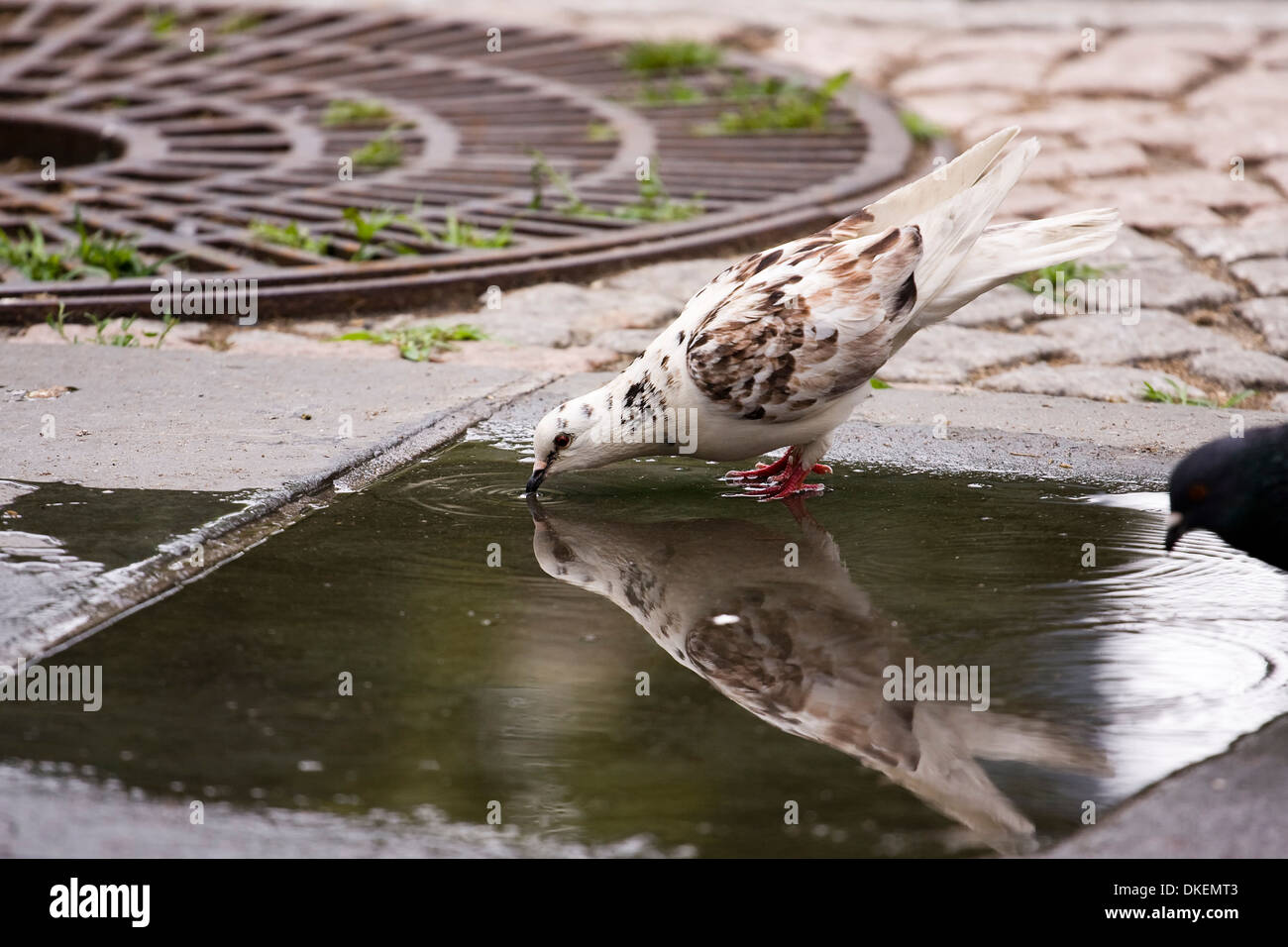 White Rock ibrido Pigeon acqua potabile da una pozza sul marciapiede Foto Stock
