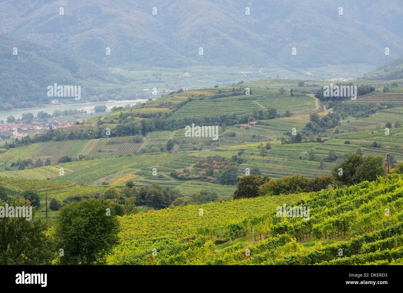 Wachau Weinberg - Wachau vigna 19 Foto Stock