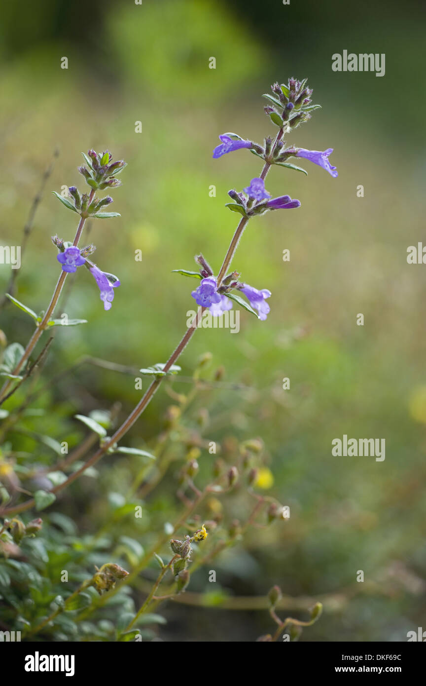 Rock timo, acinos alpinus Foto Stock