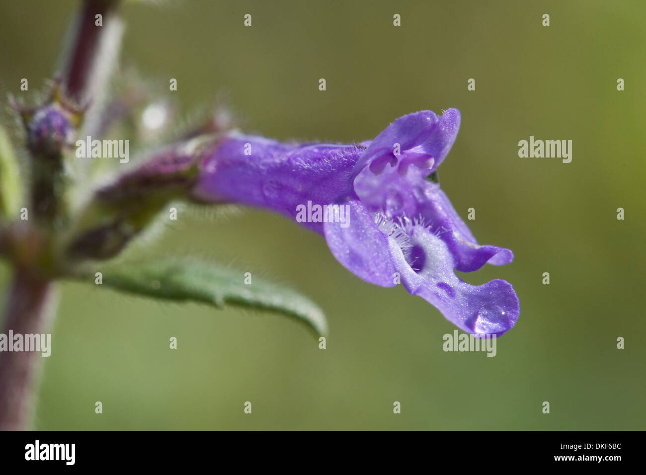 Rock timo, acinos alpinus Foto Stock