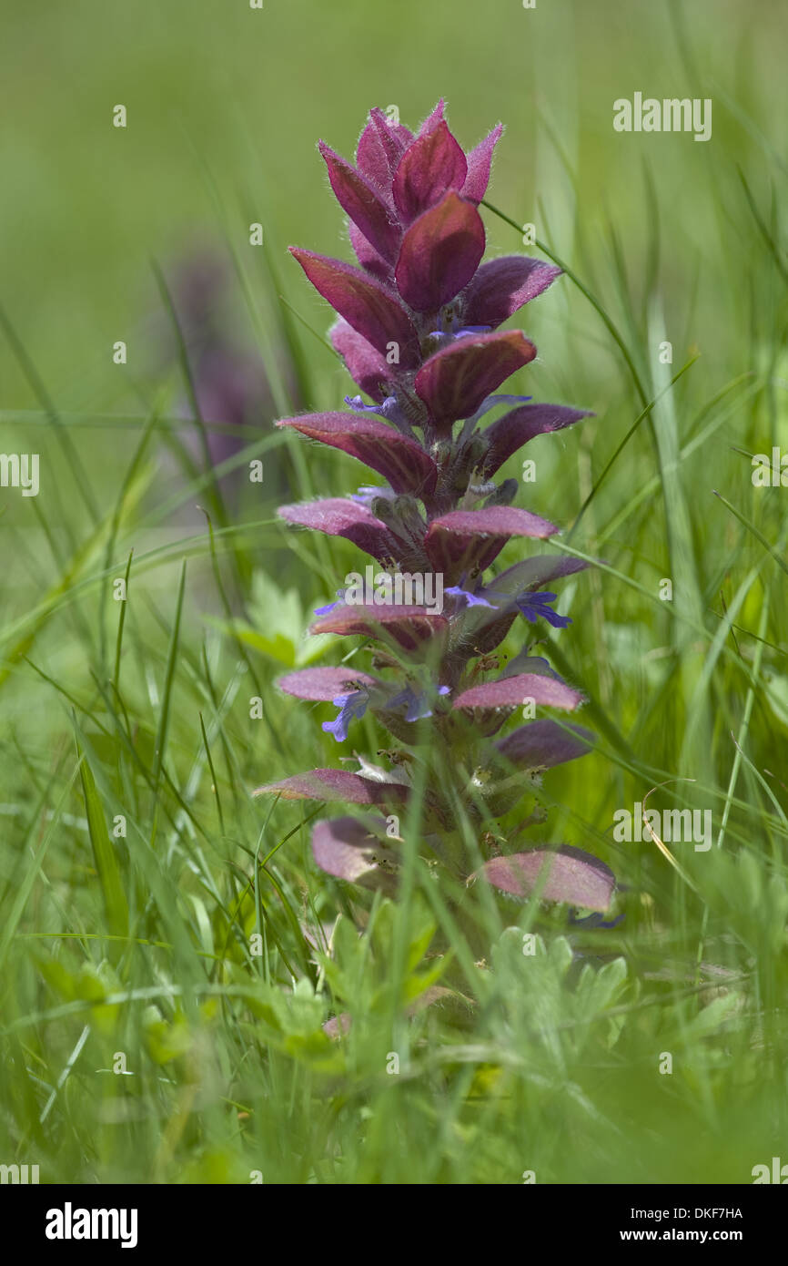 Piramidale bugle, ajuga pyramidalis Foto Stock