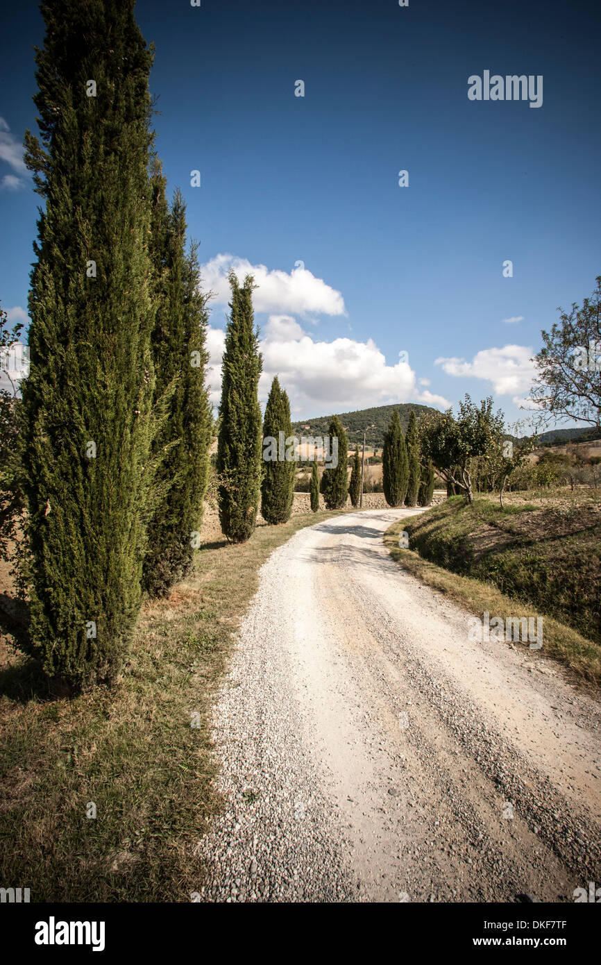 Strada rurale e cipressi, Siena, Valle Orcia, Toscana, Italia Foto Stock
