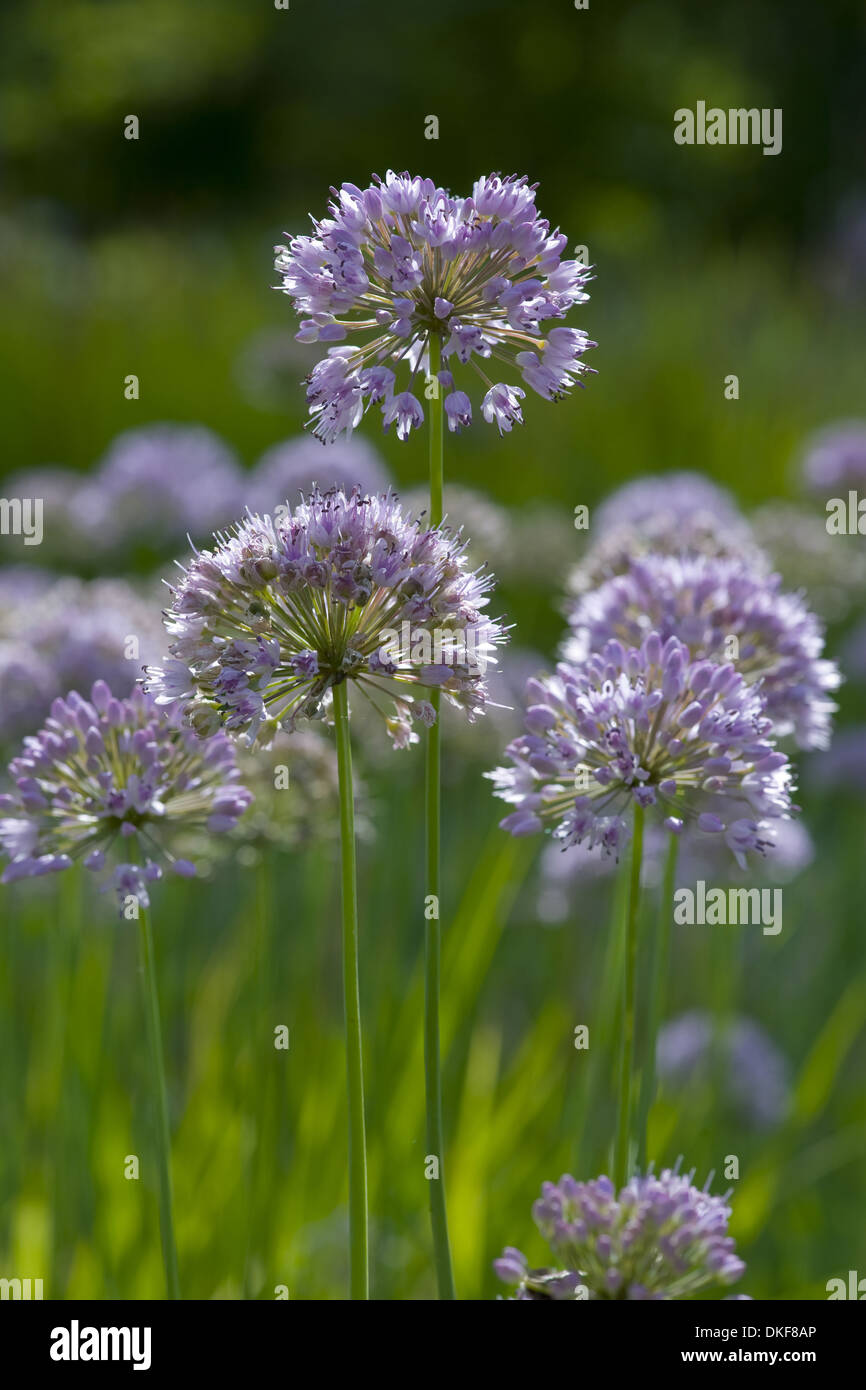 Siberian aglio erba cipollina, allium nutans Foto Stock