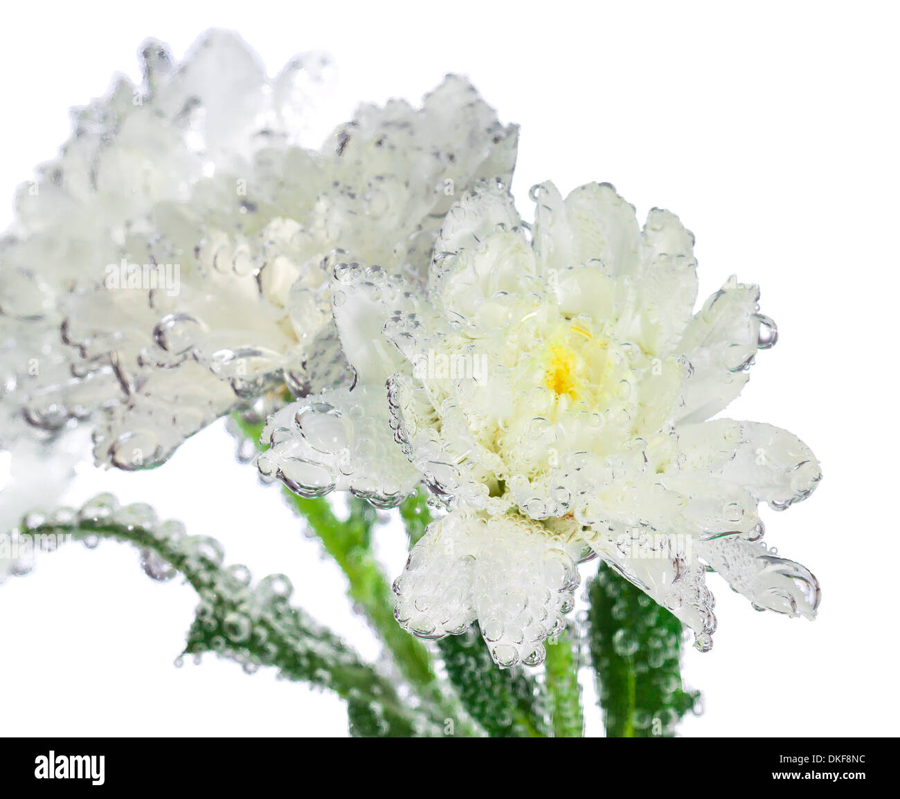 Mazzo di fiori con gocce di acqua sulle foglie isolate su uno sfondo bianco Foto Stock