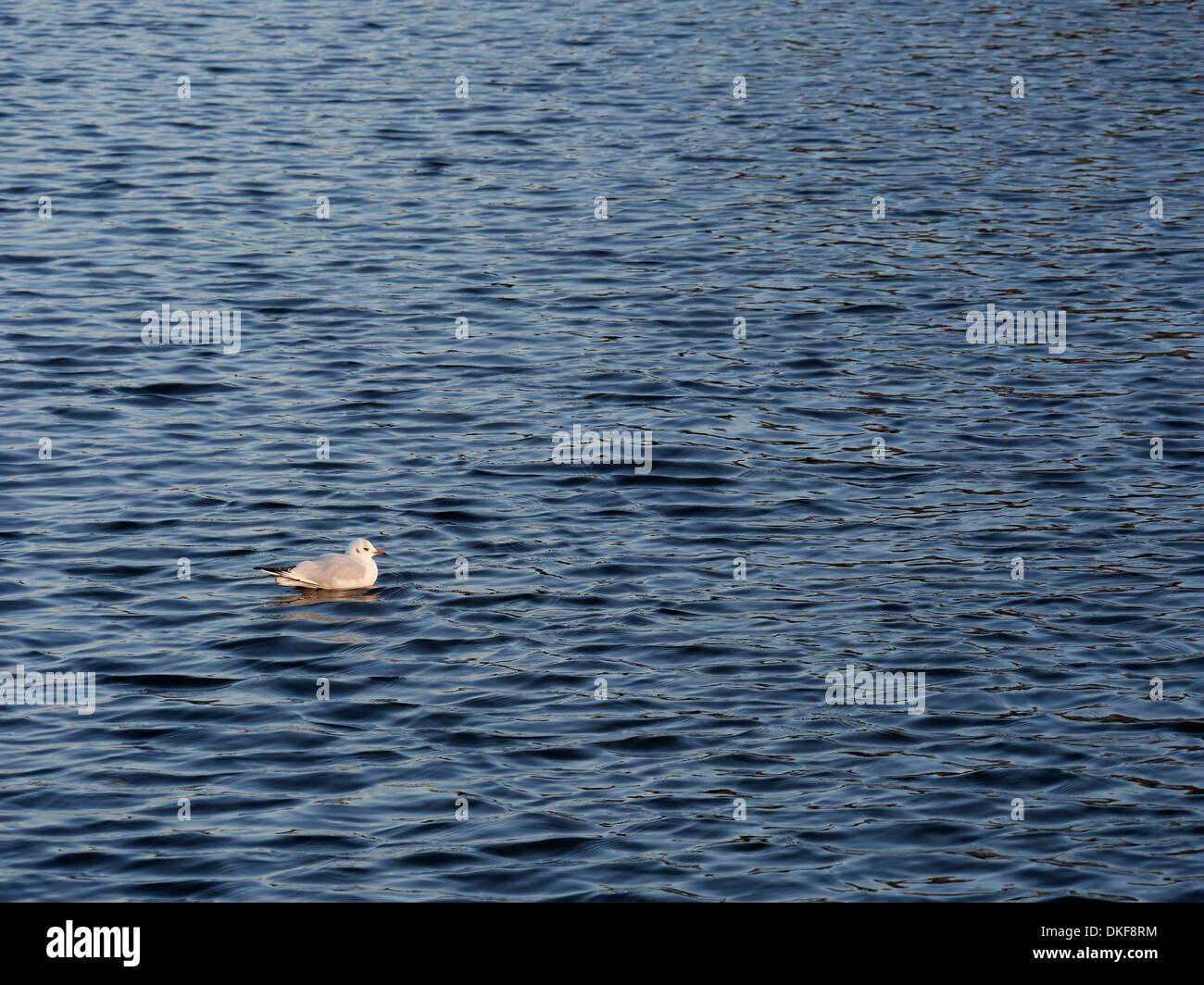 Piccolo a testa nera gull - Larus ridibundus - su una grande superficie ondulata di acqua Foto Stock