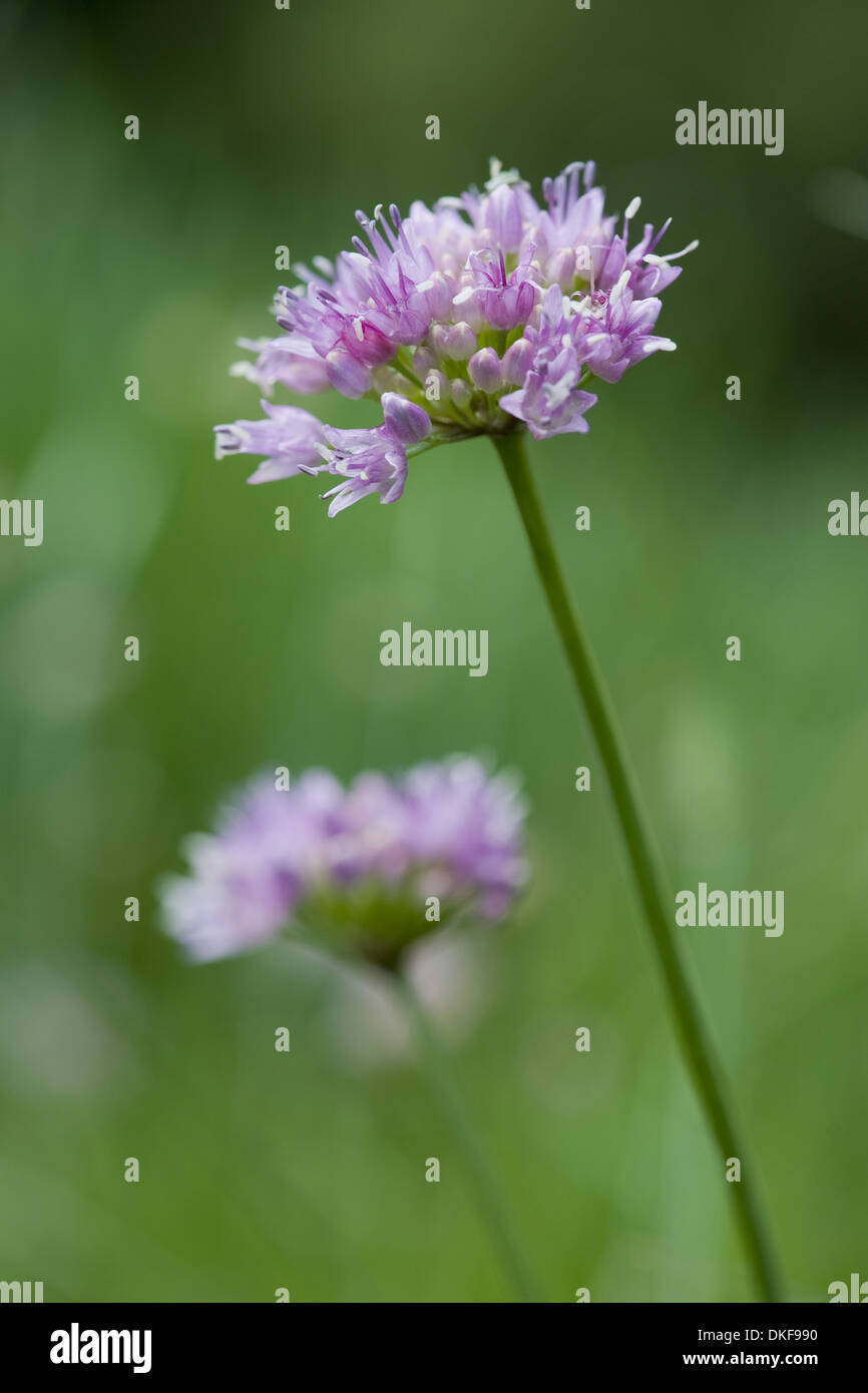 Di latifoglie di erba cipollina allium senescens Foto Stock