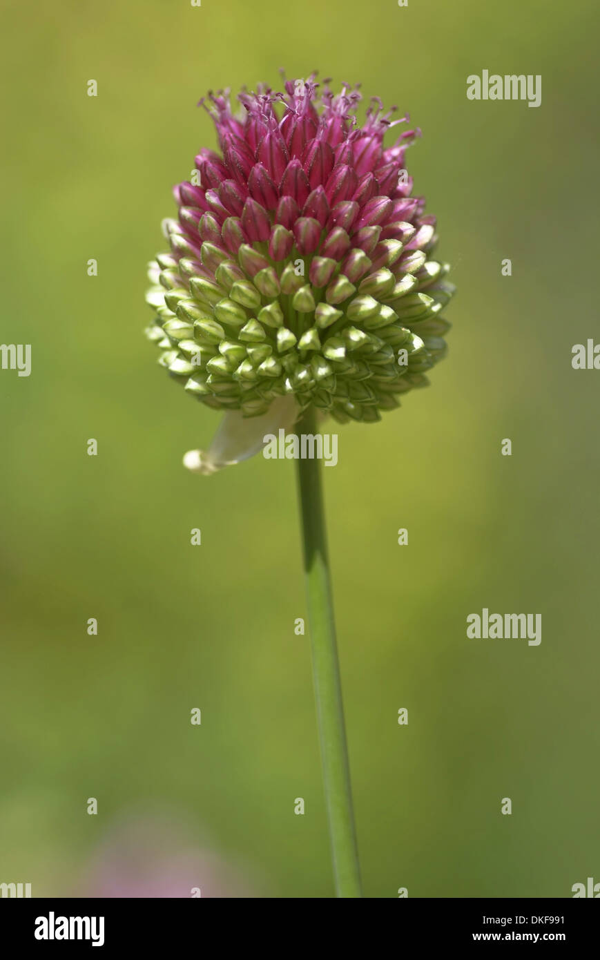 A testa tonda, porro allium sphaerocephalon Foto Stock