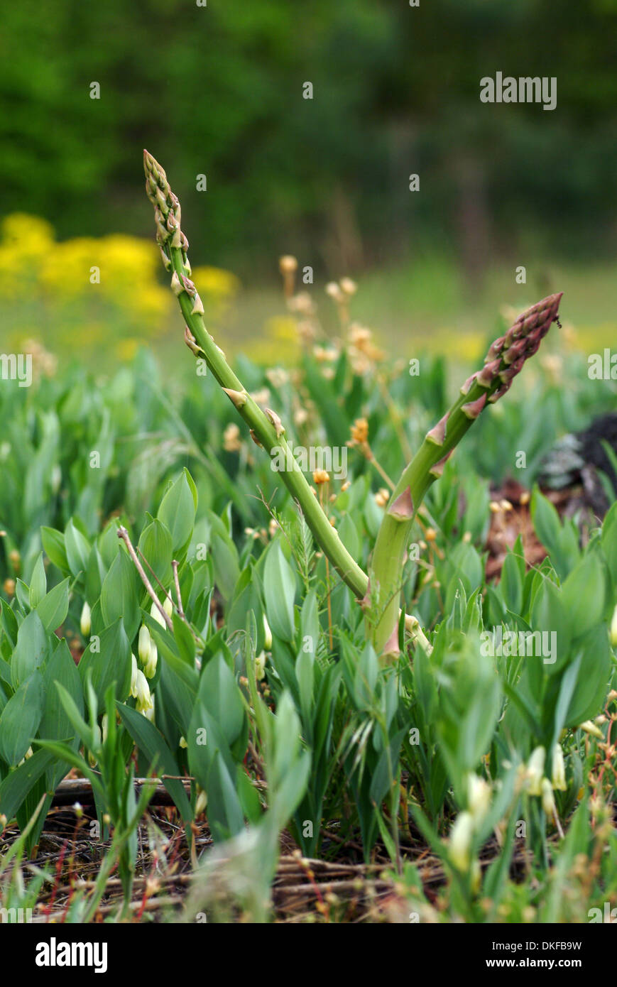 Asparagus officinalis Foto Stock