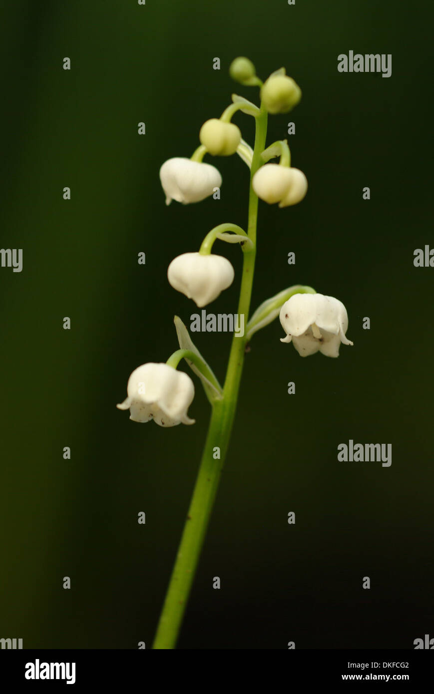 Il giglio della valle, convallaria majalis Foto Stock