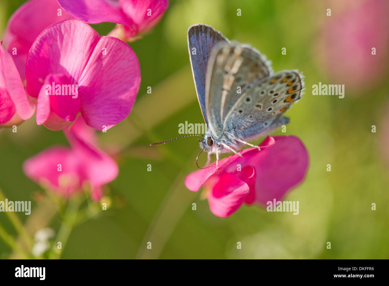 Comune (blu Polyommatus icarus) aspirante nettare, Turingia, Germania Foto Stock