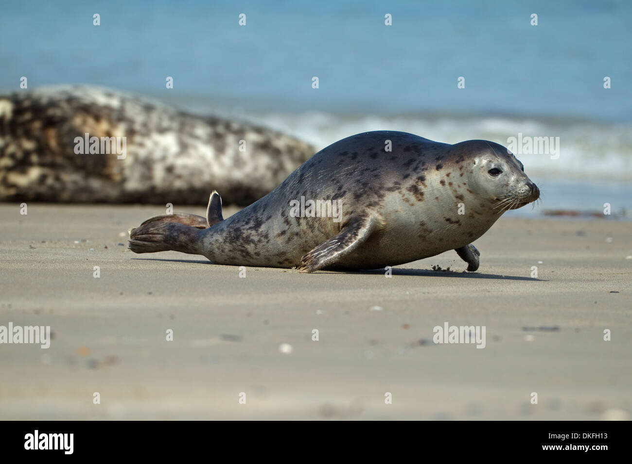 Le foche grigie (Halichoerus grypus), Foto Stock