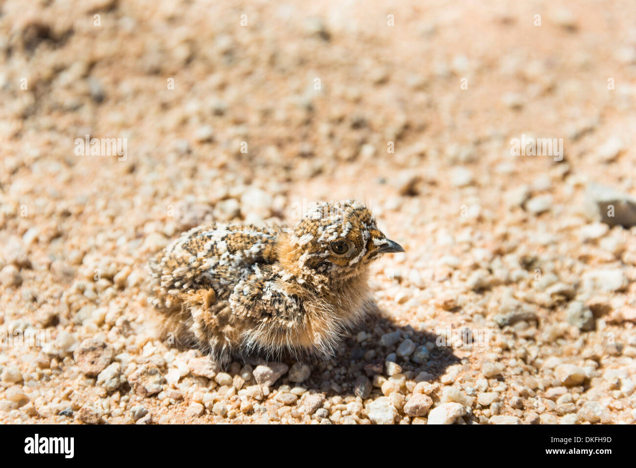 Quaglia (Coturnix coturnix) chick seduto sulla strada di ghiaia, Namibia Foto Stock