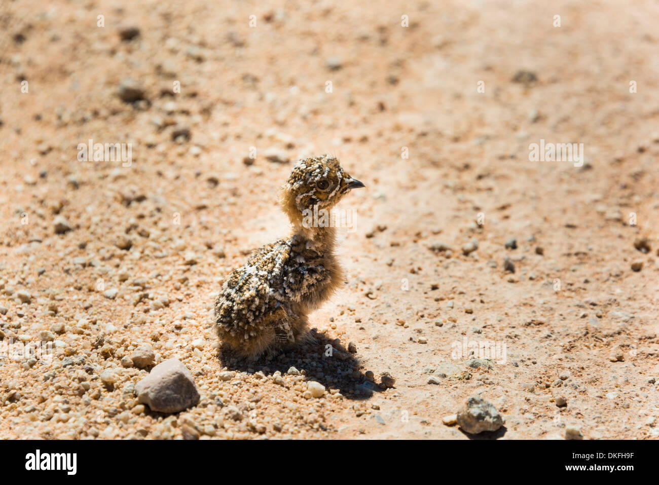 Quaglia (Coturnix coturnix) chick seduto sulla strada di ghiaia, Namibia Foto Stock