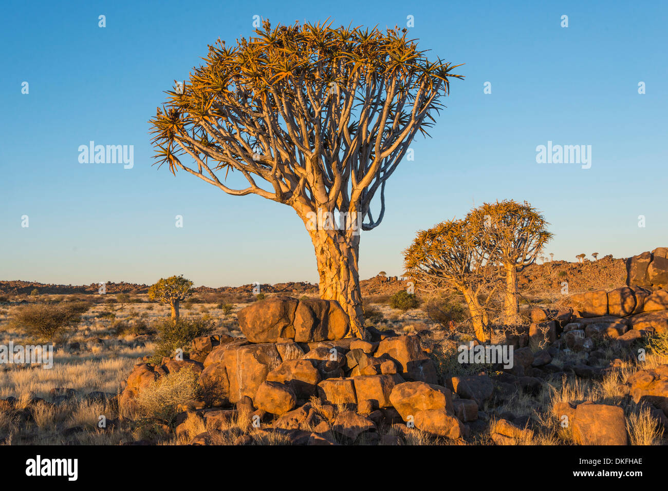 Faretra tree (Aloe dichotoma), nei pressi di Keetmanshoop, Namibia Foto Stock