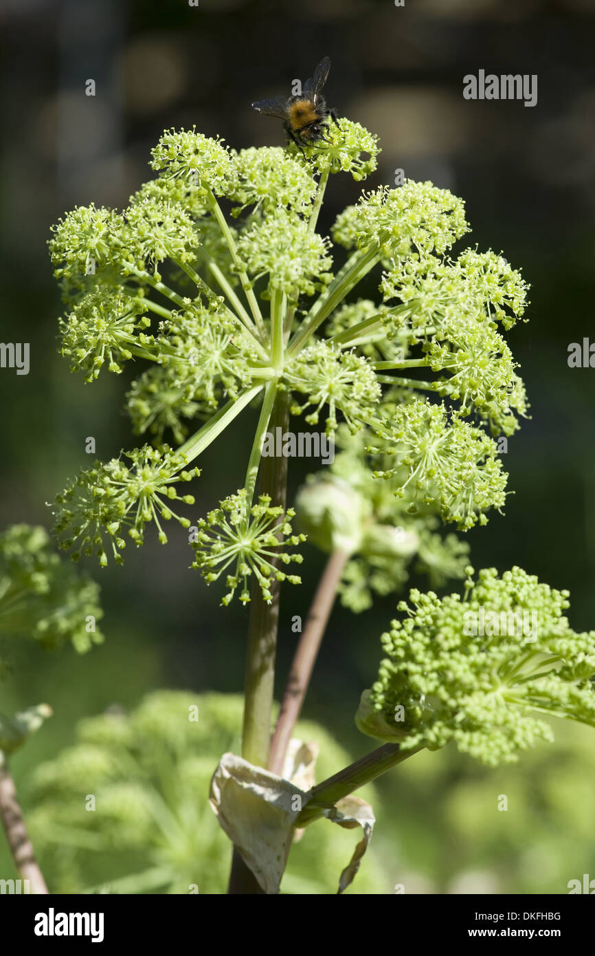 L'angelica, angelica archangelica Foto Stock