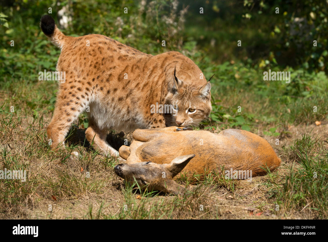 (Lynx Lynx lynx), maschio, con la preda il capriolo (Capreolus capreolus), captive, Turingia, Germania Foto Stock