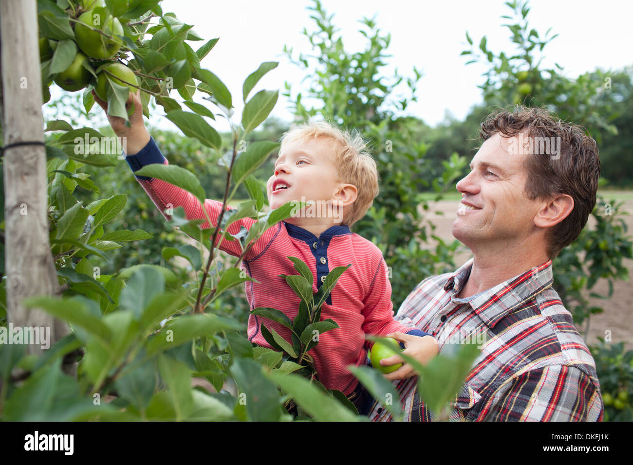 L'agricoltore e figlio la raccolta di mele da albero in Orchard Foto Stock