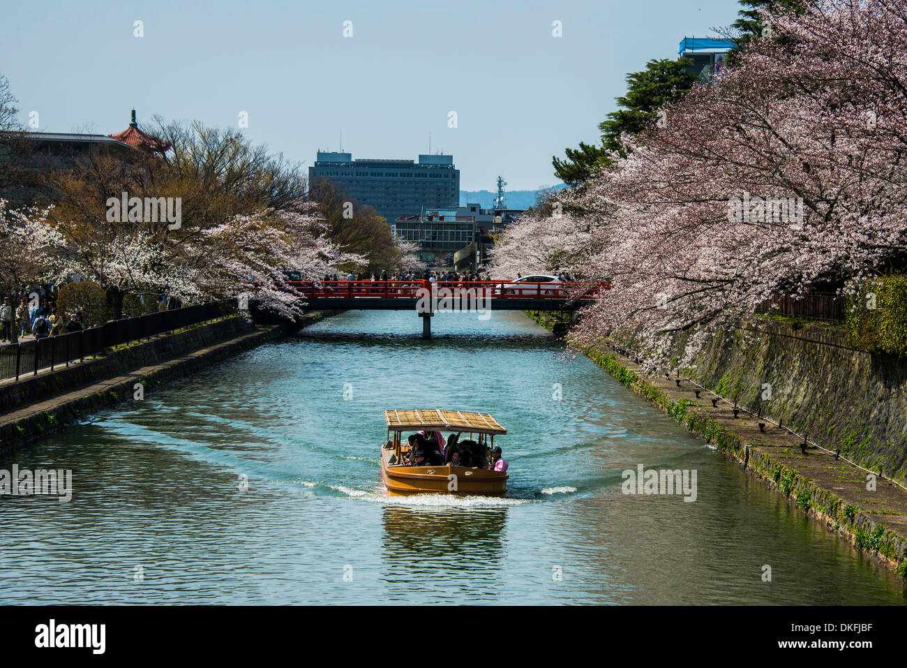 Fiore di Ciliegio e una piccola imbarcazione turistica, Kyoto, Giappone Foto Stock