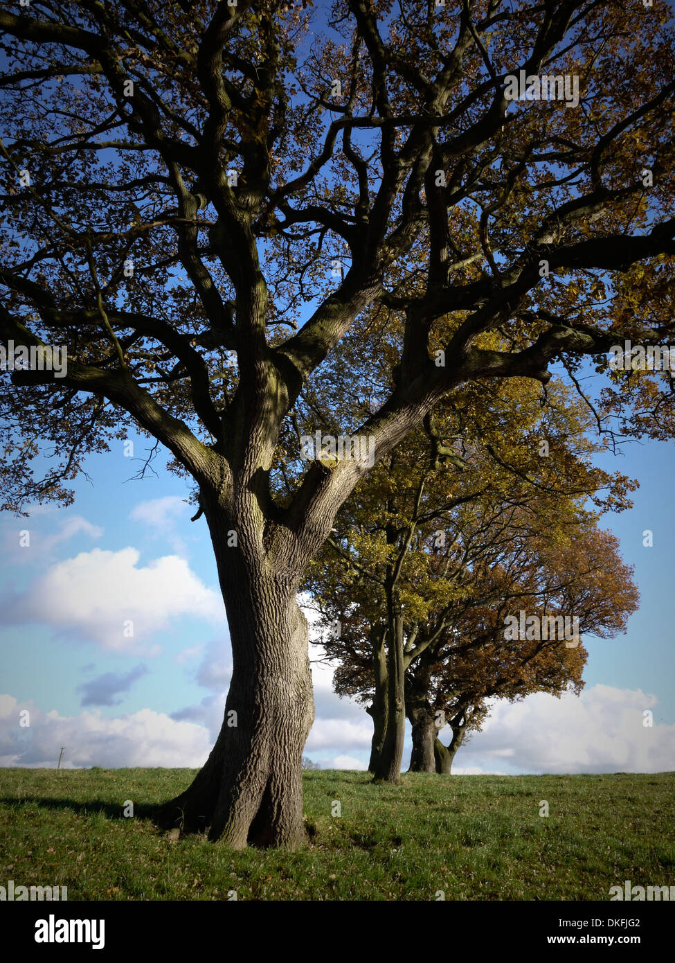Alberini di quercia allineati in un campo, Cheshire Regno Unito Foto Stock