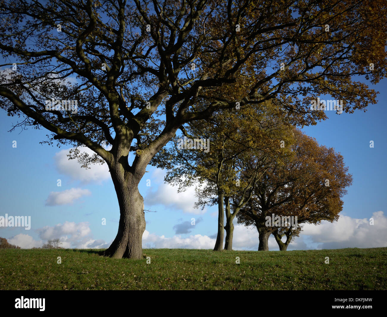 Alberi di quercia in un campo, CHESHIRE REGNO UNITO Foto Stock