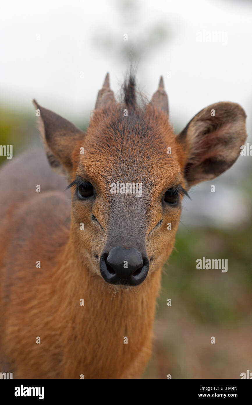 Foresta Rossa duiker piccoli cervi come antilopi Africa Guinea Foto Stock