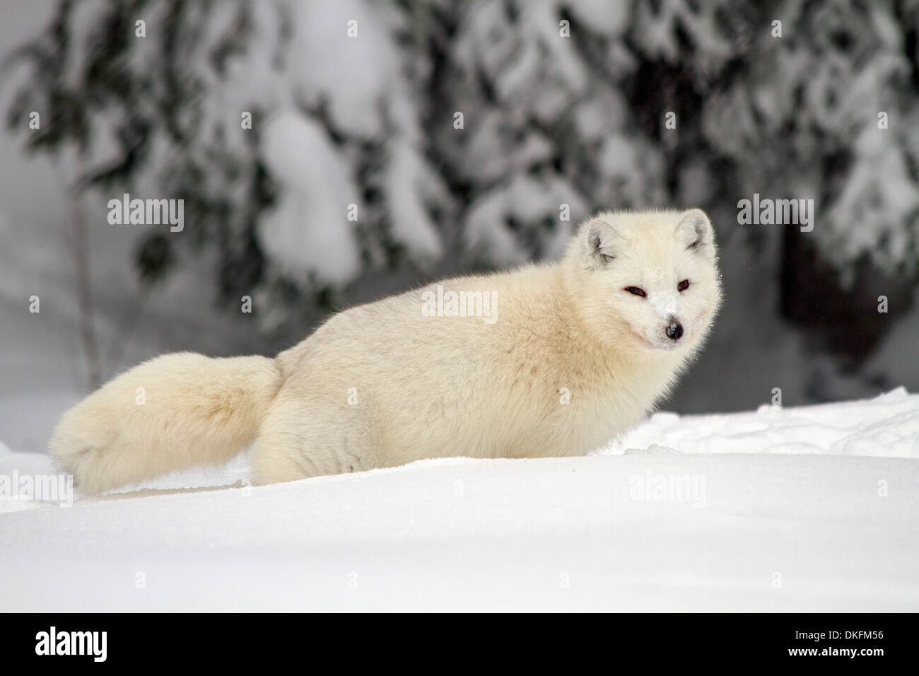 Arctic Lupo (Canis lupus arctos), chiamato anche neve o Lupo Lupo Bianco, una sottospecie di lupo grigio, Lapponia, Svezia Foto Stock