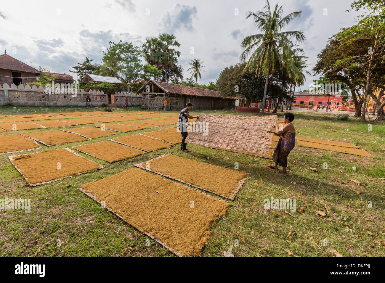 Il tabacco di asciugatura nel villaggio di Angkor divieto, sulle rive del fiume Mekong, Battambang Provincia, Cambogia, sud-est asiatico Foto Stock