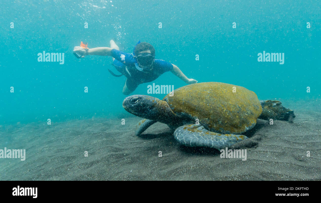 Adulto tartaruga verde (Chelonia Mydas) subacquei con snorkeler nei pressi di Isabela Island, Isole Galapagos, Ecuador, Sud America Foto Stock