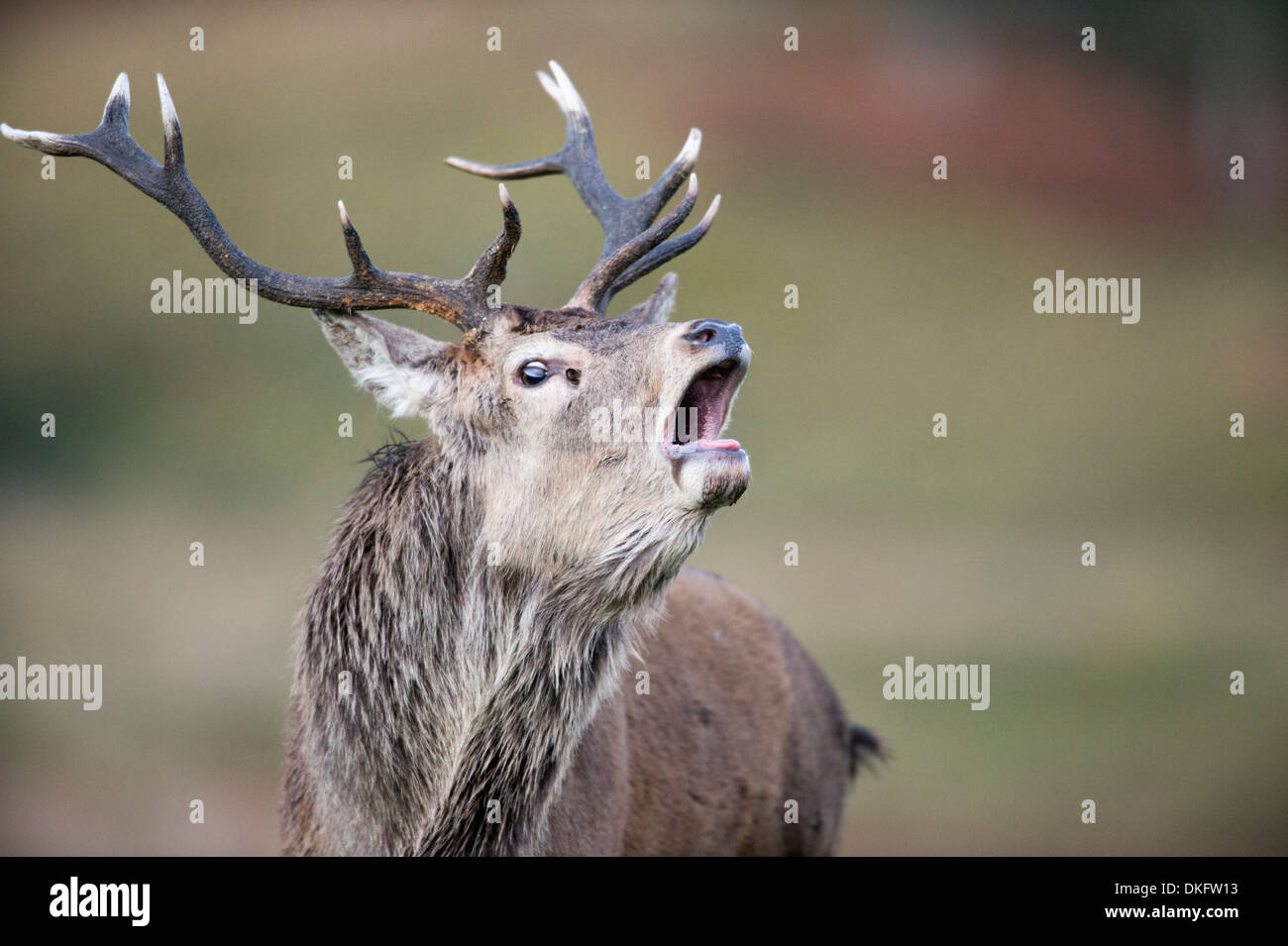Il cervo (Cervus elaphus), Scotland, Regno Unito Foto Stock