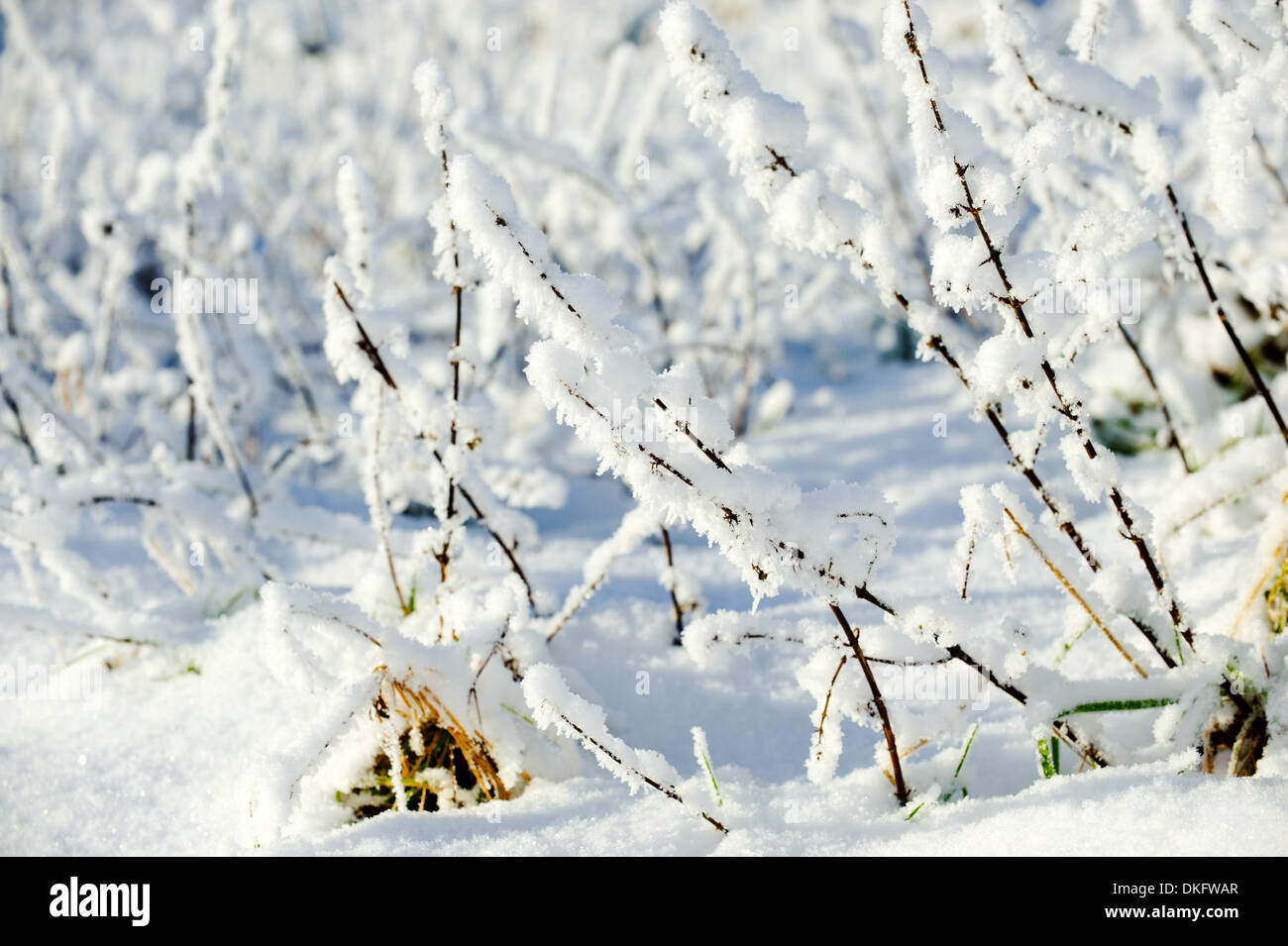 Erba ricoperta di neve Foto Stock