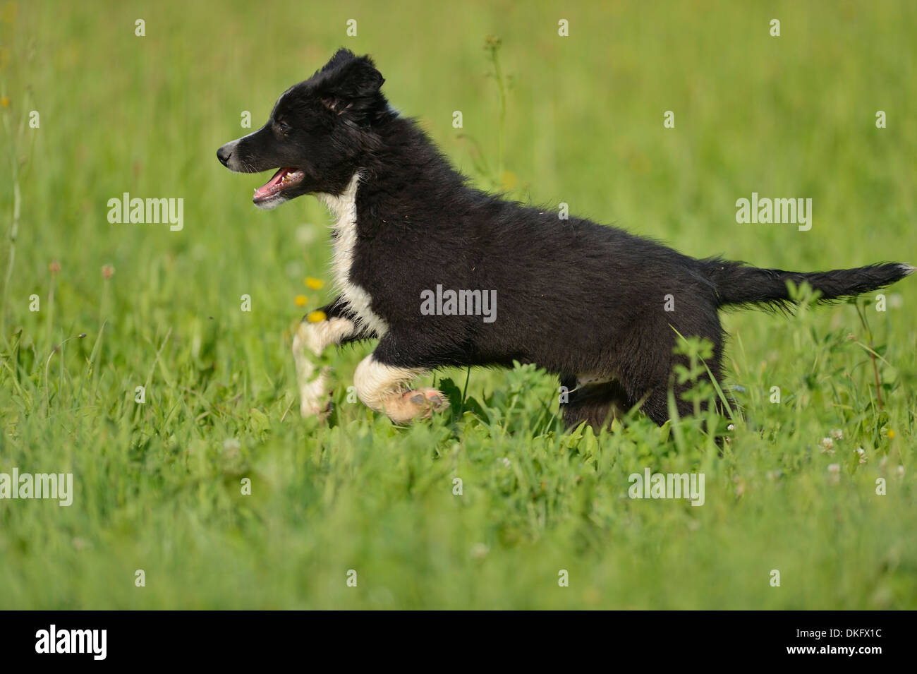 Cucciolo di cane in erba Foto Stock