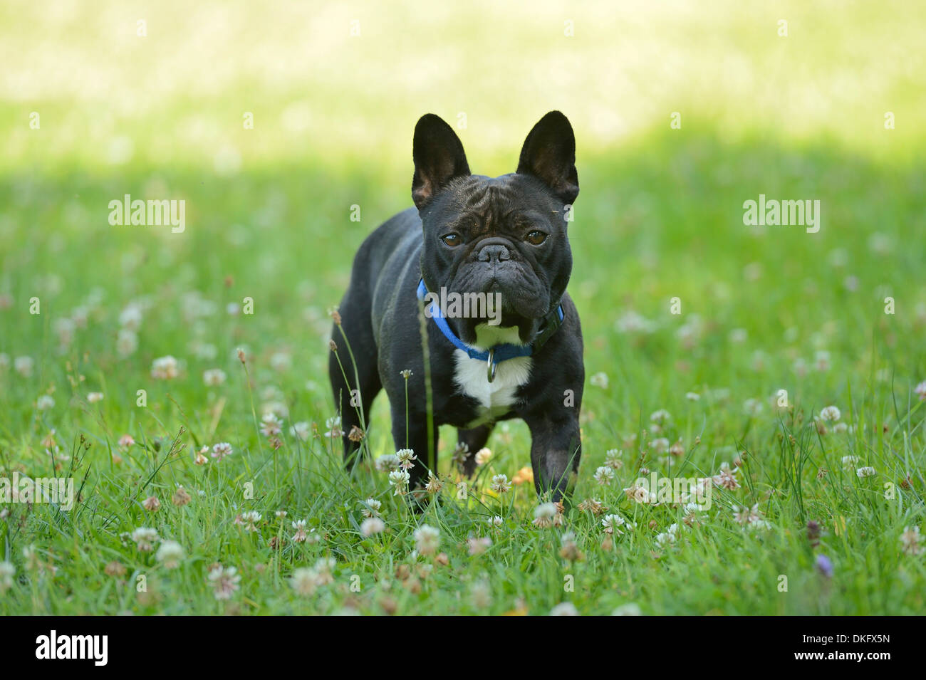 Bulldog francese in erba Foto Stock