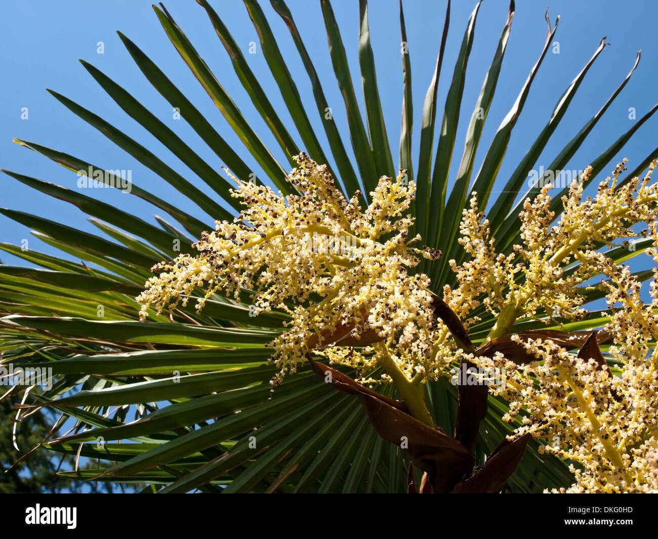 Dettagli di fiorito albero di Palm Foto Stock