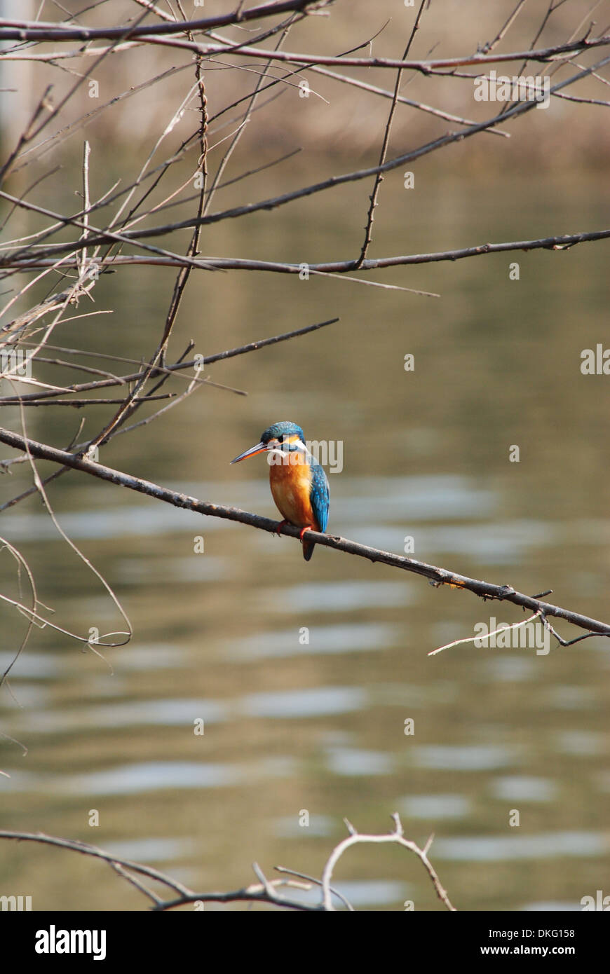 Un ritratto di comune Kingfisher (Alcedo atthis) seduto su un ramo. Foto Stock