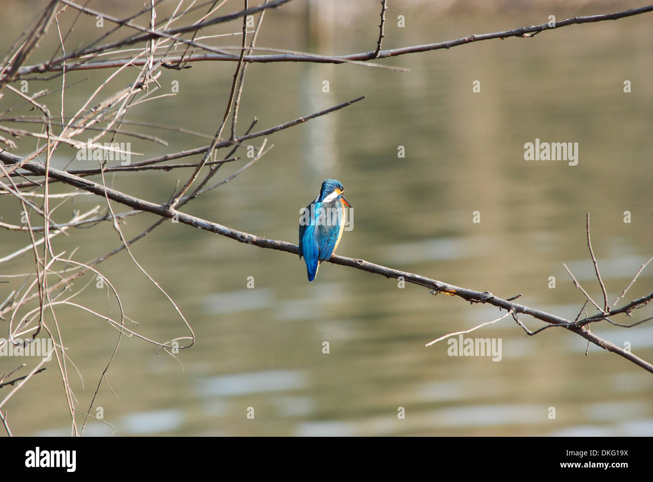 Un ritratto di comune Kingfisher (Alcedo atthis) seduto su un ramo. Profilo posteriore. Foto Stock