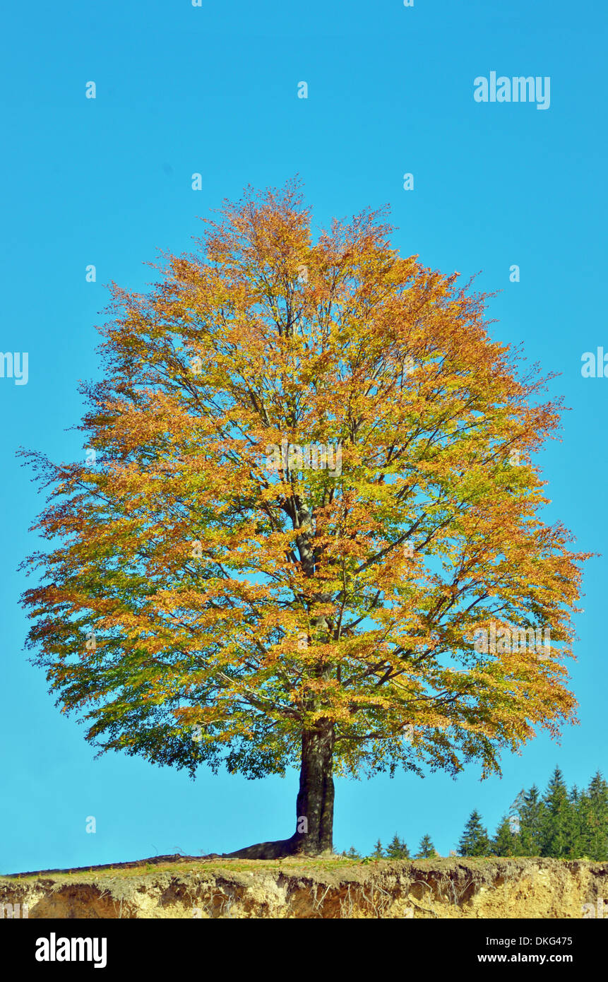 Autunno quercia con foglie di giallo su un cielo blu sullo sfondo Foto Stock