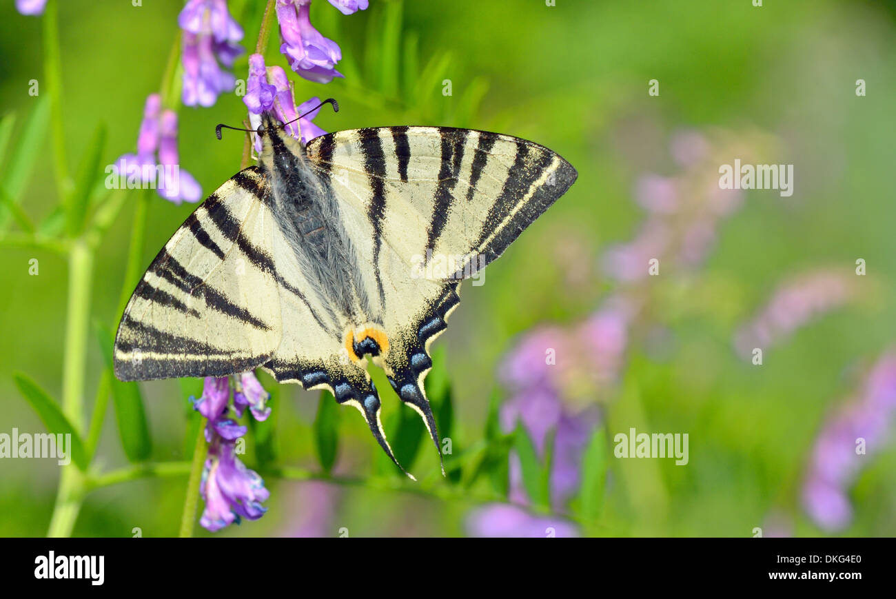 Farfalla sul fiore su sfondo naturale Foto Stock