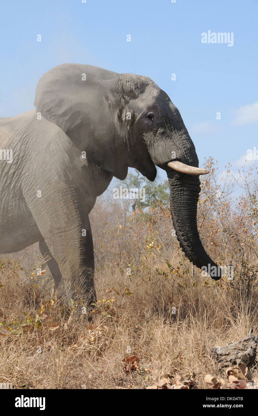 Elefante africano (Loxodonta africana Africana) Sabi Sand Game Reserve, Sud Africa Foto Stock