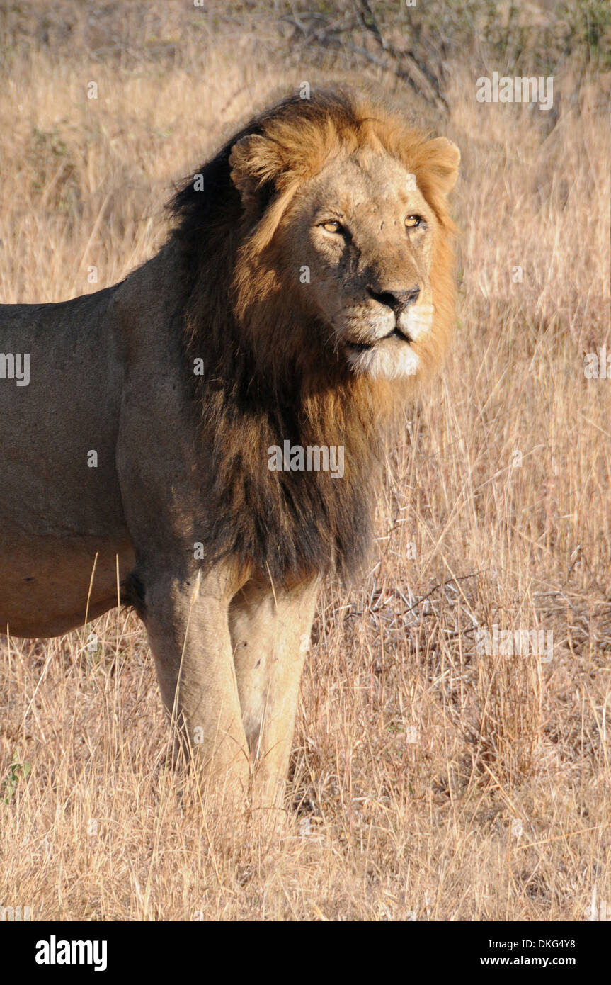 Leone maschio (Panthera Leo) Sabi Sand Game Reserve, Sud Africa Foto Stock