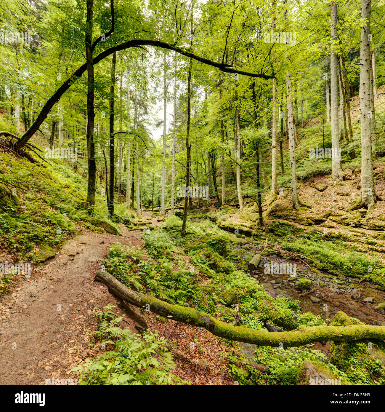 Monbachtal, Foresta Nera, Baden-Wuerttemberg, Germania, Europa Foto Stock